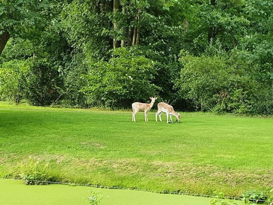 Midden In De Friese Bossen Op Landgoed Princenhof Oranjewoud Exteriér fotografie